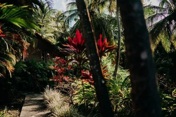 Path surrounded by lush vegetation leading to a wooden house