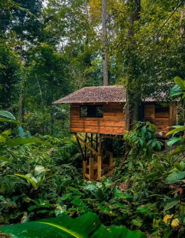 cabane au milieu de la jungle 