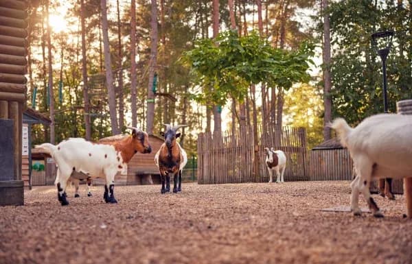 petites chèvres dans une ferme  