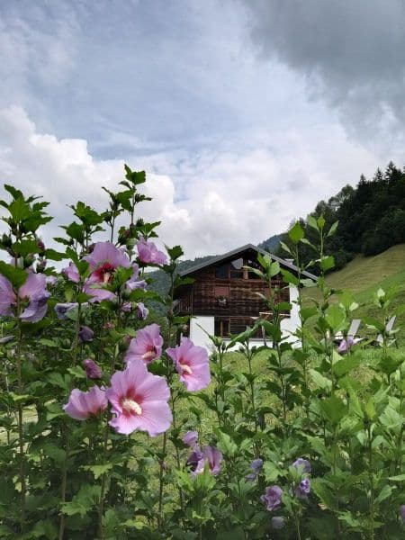 fleur rose au premier plan et derrière le chalet avec en bas des murs blancs et en haut du bois typique des alpes