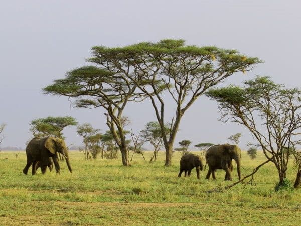 Jour4-Serengeti. Photo prise dans le parc du serengeti. Nous y voyons des éléphants et des arbres verts