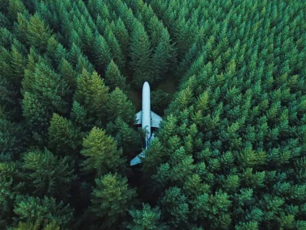 Avion au sol dans une forêt entouré d'arbres