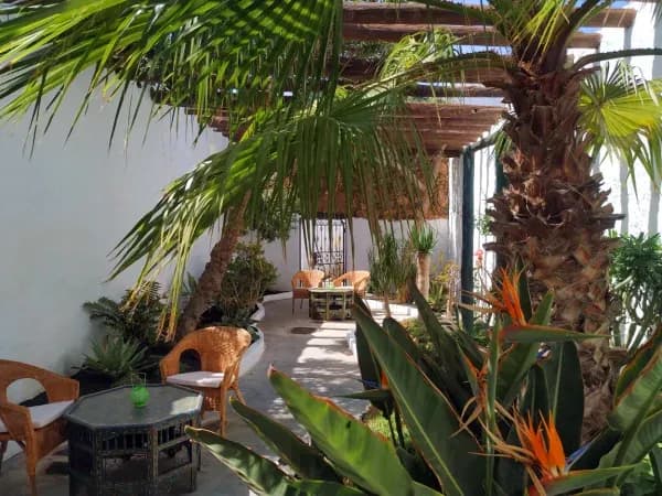 palmiers et terrasse 